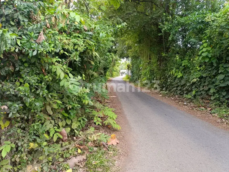 Tanah Freehold 19,5 Are Jarak 300 Meter ke Pantai di Kawasan Resort Lovina Buleleng Bali