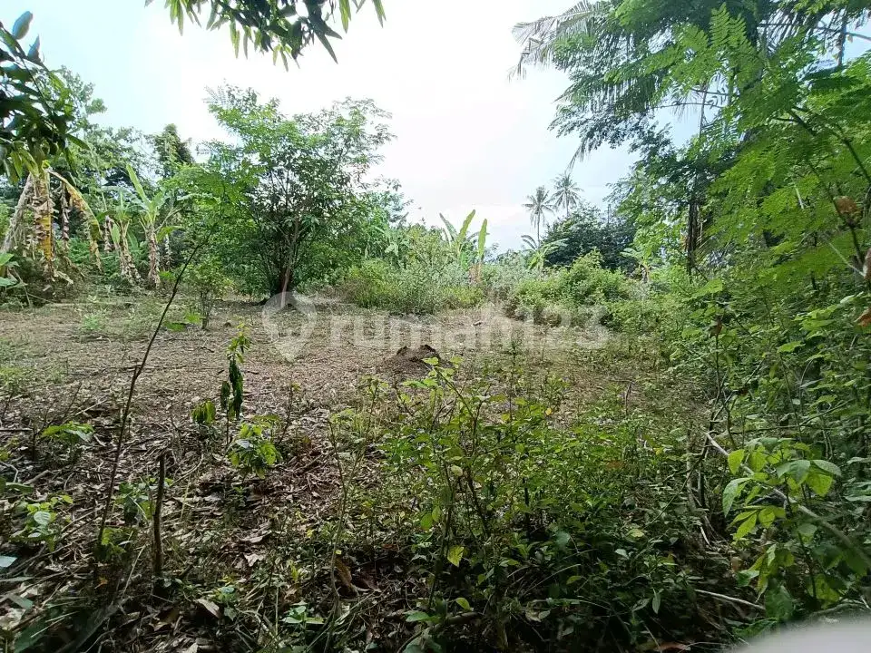 Tanah Freehold 19,5 Are Jarak 300 Meter ke Pantai di Kawasan Resort Lovina Buleleng Bali