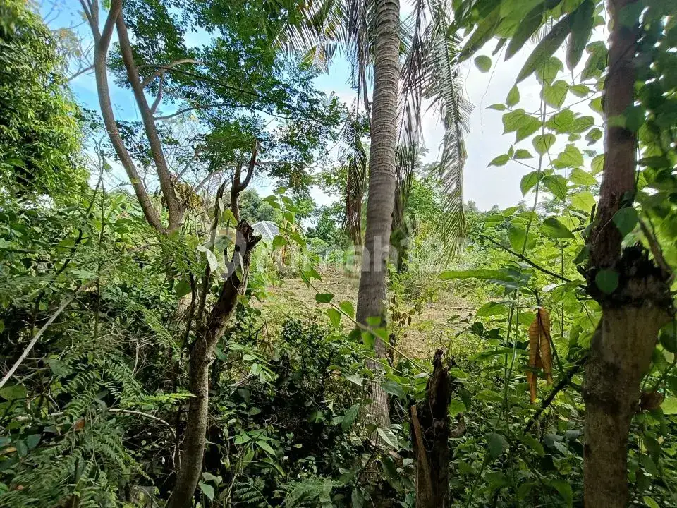Tanah Freehold 19,5 Are Jarak 300 Meter ke Pantai di Kawasan Resort Lovina Buleleng Bali