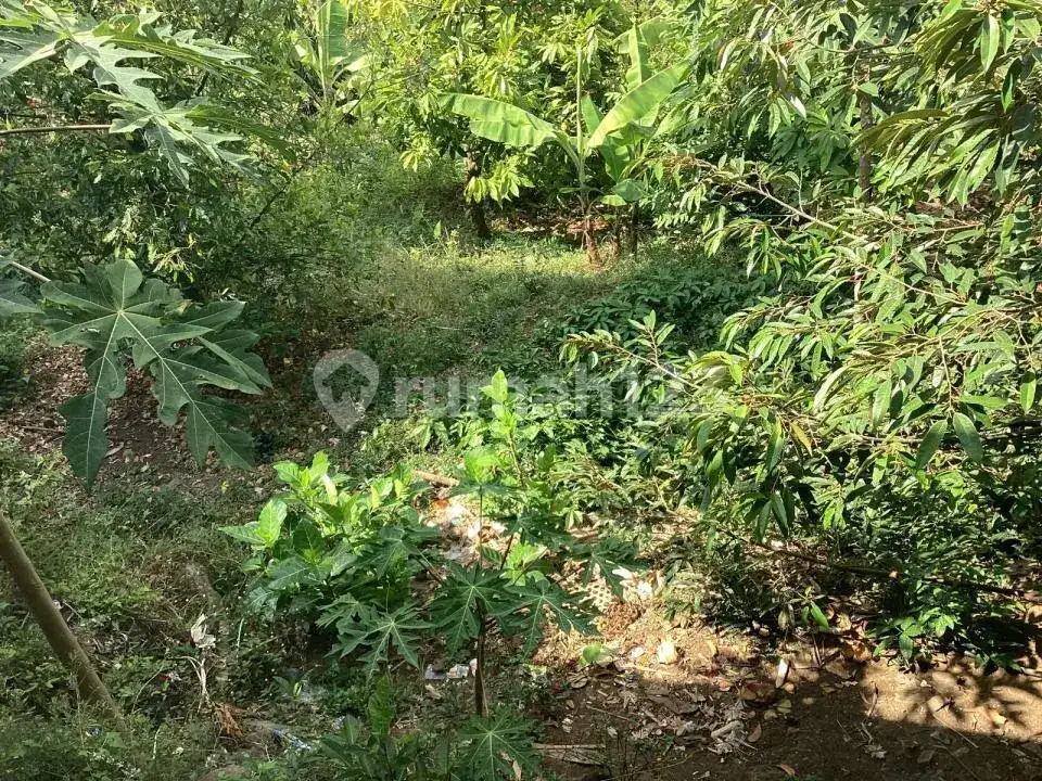 Rumah dengan Tanah Luas dan View Laut di Kayuputih Lovina Buleleng Bali