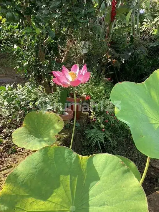Villa 2 Private Joglo dengan Pemandangan Fantastis di Sambangan, Buleleng