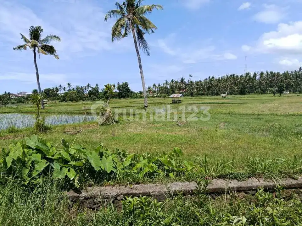 Tanah Siap Bangun di Anturan Lovina, Cocok untuk Kavling, Villa, dan Investasi