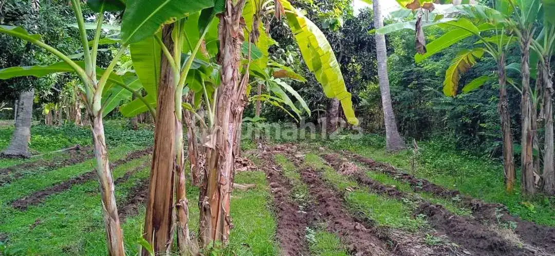 Tanah 1 Hektar di Gerokgak Buleleng, Cocok untuk Investasi Jangka Panjang