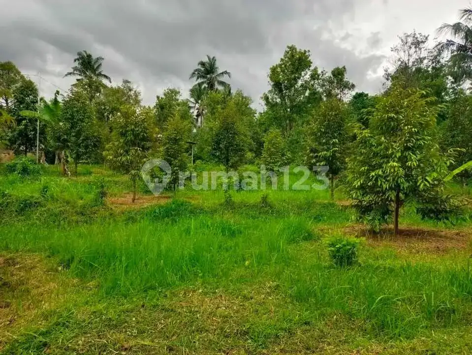 Tanah Datar 20 Are di Panji Buleleng, Cocok untuk Villa dan Homestay