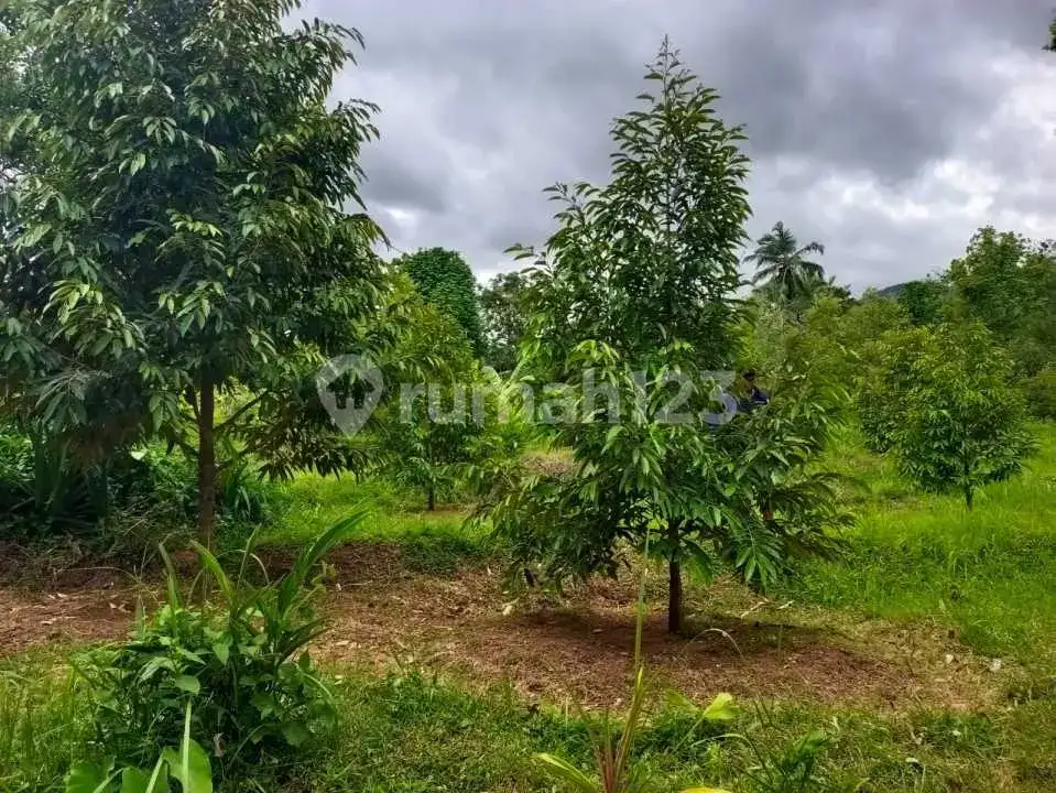 Tanah Datar 20 Are di Panji Buleleng, Cocok untuk Villa dan Homestay