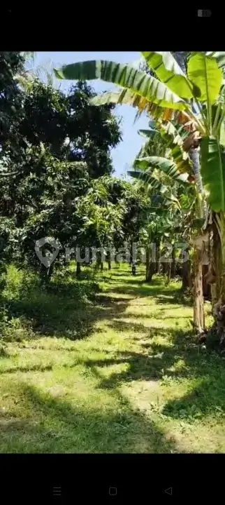 Tanah Datar 50 Are di Gerokgak Buleleng, Dekat Pelabuhan Celuk Bawang