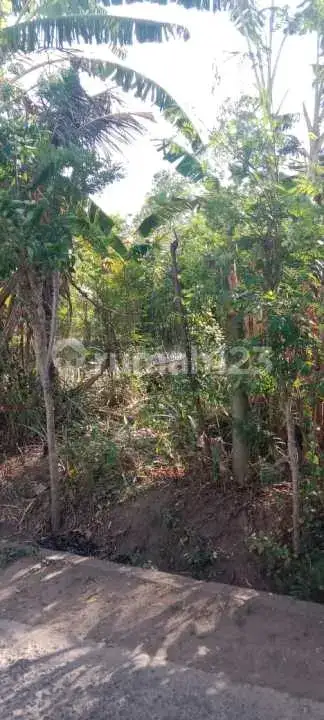 Tanah Datar di Pemuteran Gerokgak Cocok untuk Pembangunan Villa