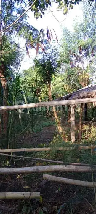 Tanah Kavling di Pemuteran Gerokgak Cocok untuk Hunian dan Investasi