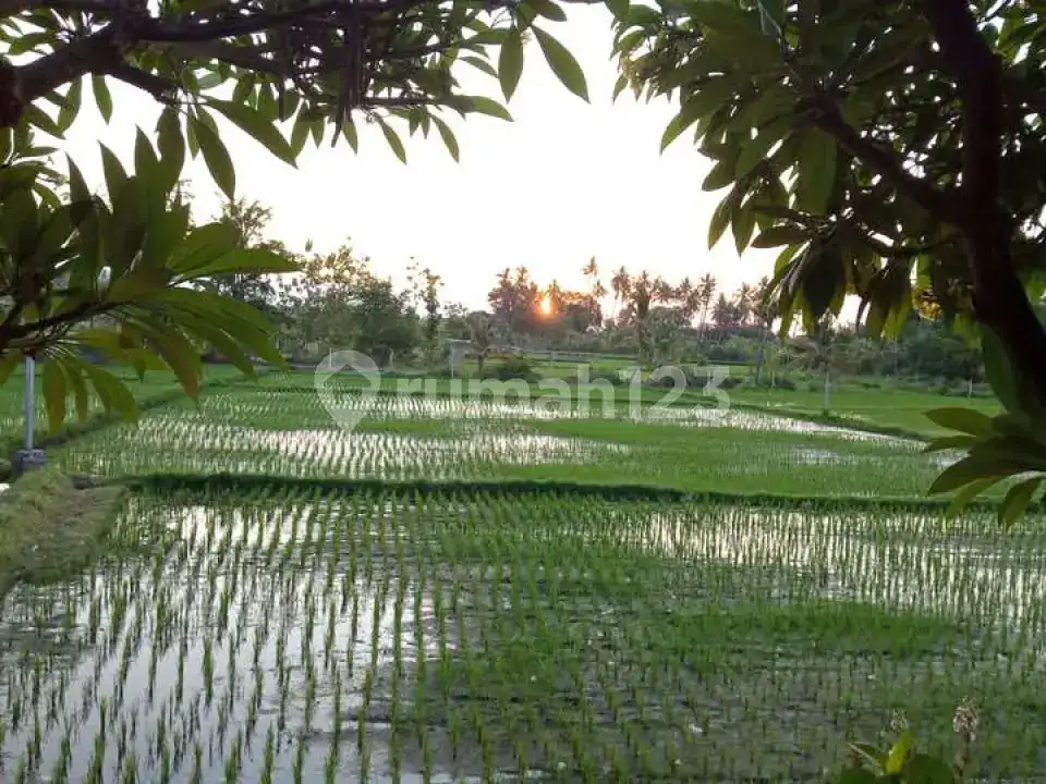 Homestay 8 Kamar Tidur di Anturan dengan View Sawah dan Pegunungan Cocok untuk Bisnis Hospitality