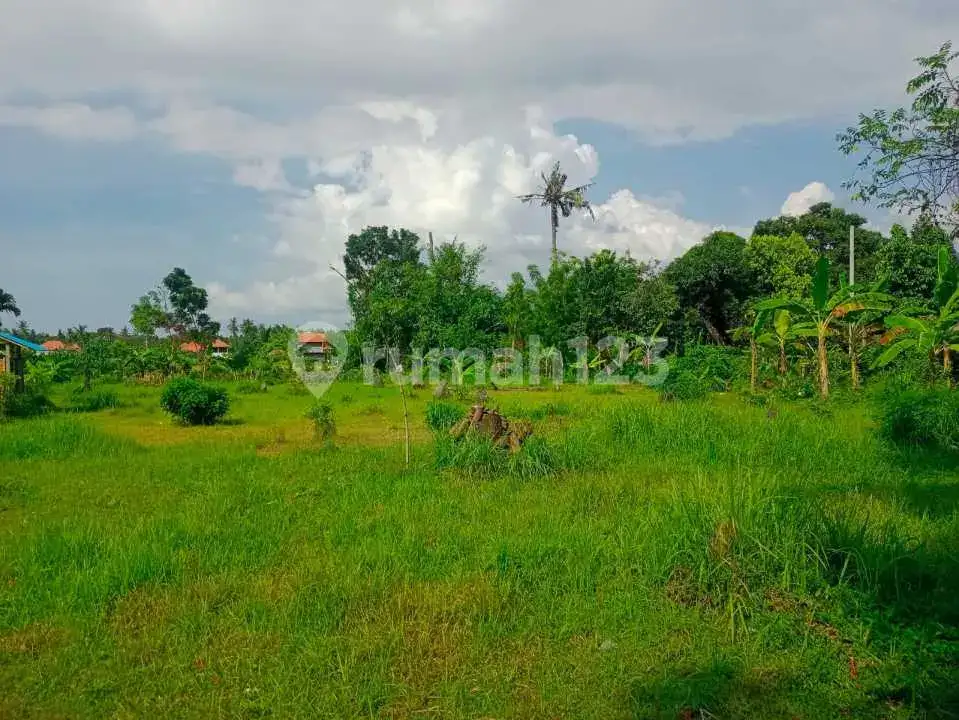 Tanah Datar 28 Are di Kaliasem Dekat Pusat Lovina Cocok untuk Villa dan Hunian