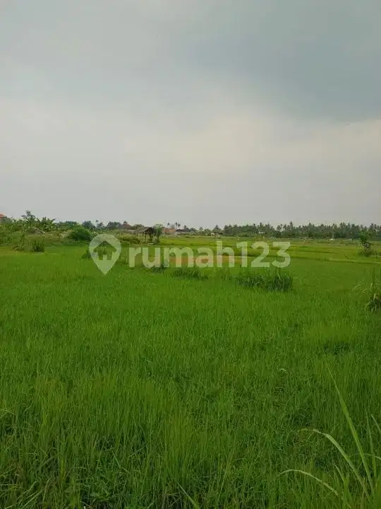 Tanah di Kaliasem Dekat Pusat Lovina Cocok untuk Villa dan Homestay