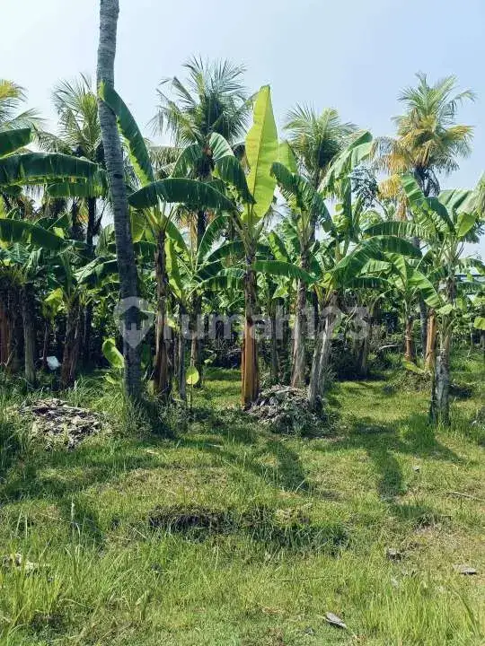 Tanah di Kaliasem Dekat Pusat Lovina Cocok untuk Villa dan Homestay