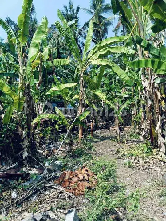 Tanah di Kaliasem Dekat Pusat Lovina Cocok untuk Villa dan Homestay