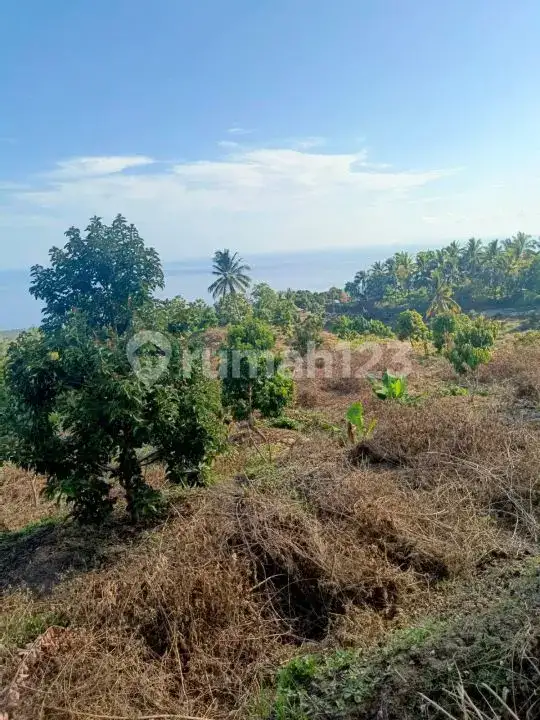 Tanah 9 Hektar View Laut di Kubutambahan Buleleng Cocok untuk Hotel dan Resort