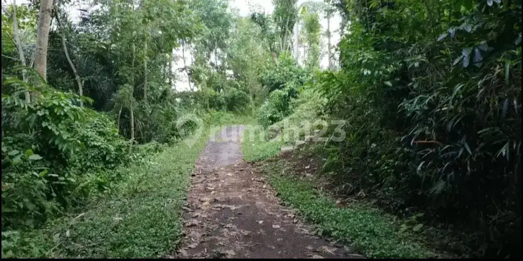 Tanah Terasering di Ababi Karangasem dengan View Sawah Bertingkat dan Laut