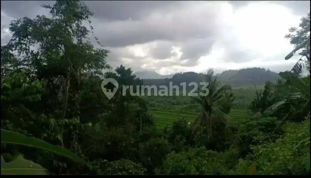 Tanah Terasering di Ababi Karangasem dengan View Sawah Bertingkat dan Laut