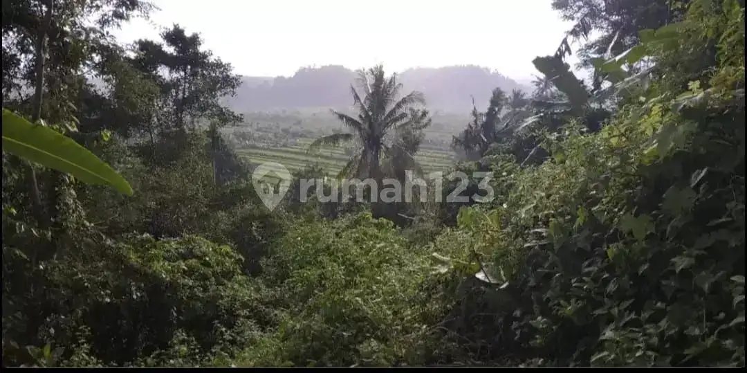 Tanah Terasering di Ababi Karangasem dengan View Sawah Bertingkat dan Laut