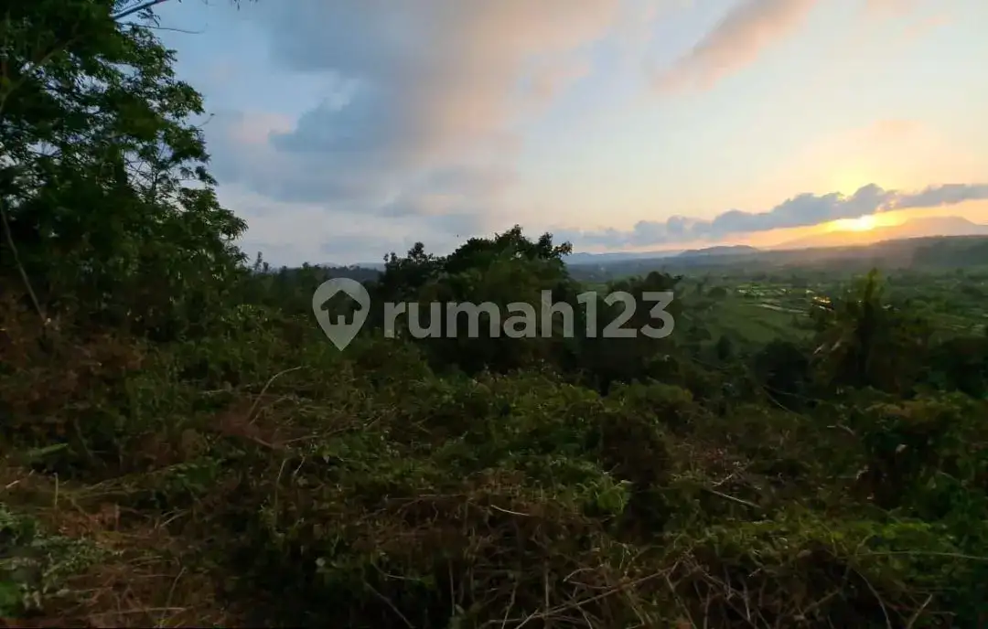 Tanah Terasering di Ababi Karangasem dengan View Sawah Bertingkat dan Laut