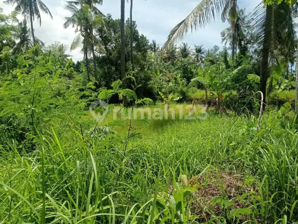 Tanah Datar Kawasan Villa Kalibukbuk Lovina Cocok untuk Villa atau Investasi