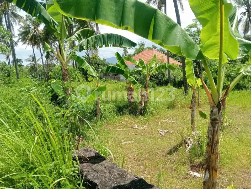 Tanah Datar Kawasan Villa Kalibukbuk Lovina Cocok untuk Villa atau Investasi