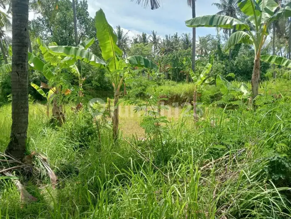 Tanah Datar Kawasan Villa Kalibukbuk Lovina Cocok untuk Villa atau Investasi