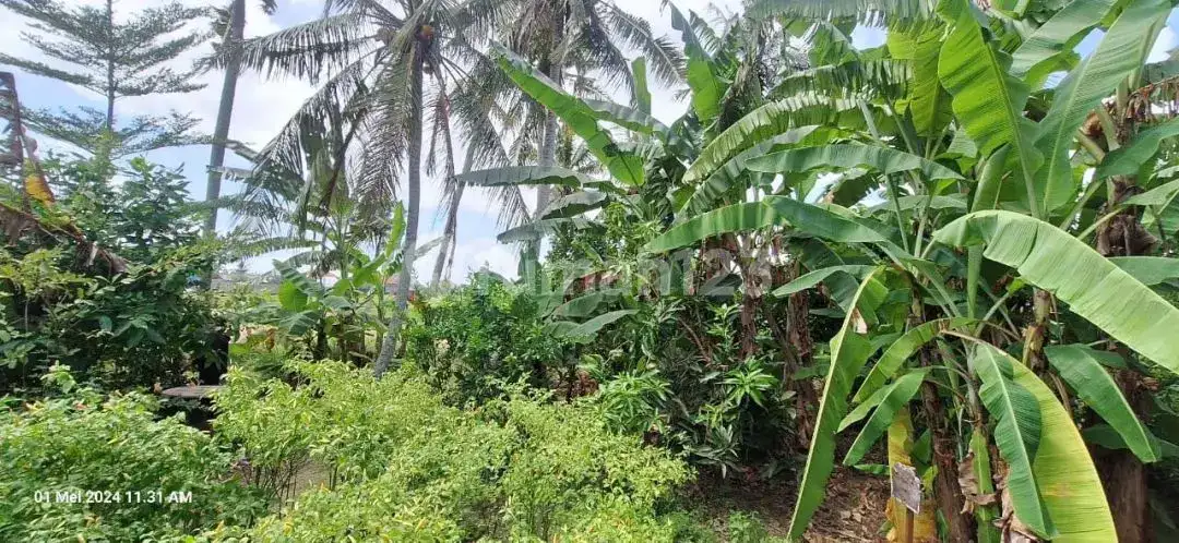 Tanah Kawasan Villa Braban Canggu Cocok untuk Villa atau Usaha Pariwisata