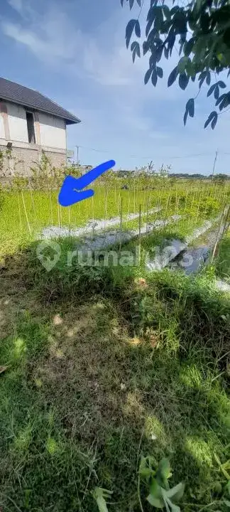 Tanah Datar Dekat Pantai Lovina Area Villa dengan View Sawah di Kaliasem