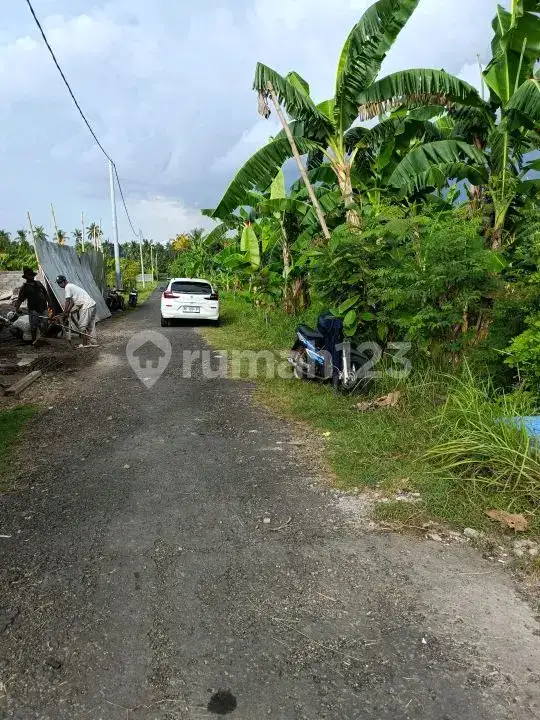 Tanah Datar Dekat Pantai Lovina Area Villa dengan View Sawah di Kaliasem