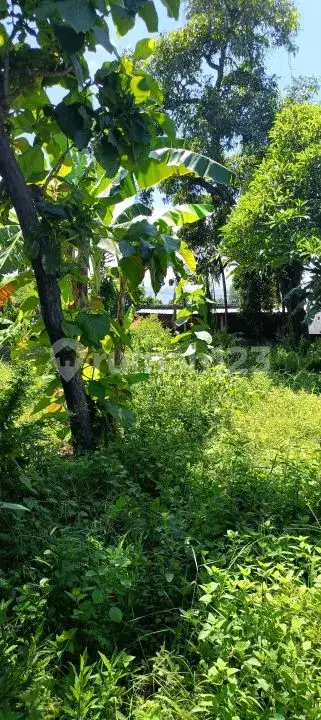 Tanah 10 Are Kawasan Villa Lovina Dekat Pantai dan Pusat Kota