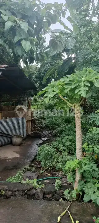 Tanah 5 Are Dekat Pantai dan Pusat Lovina dengan View Sawah