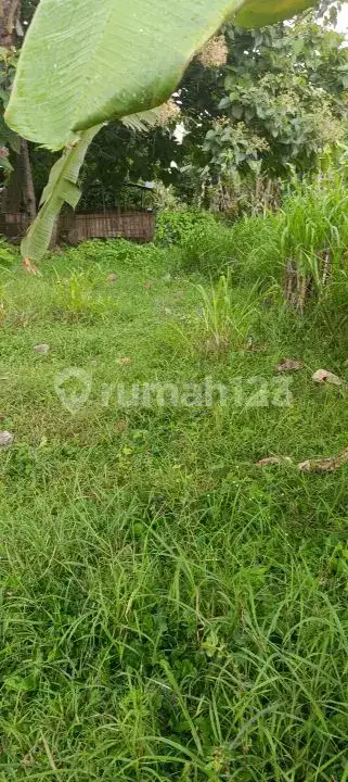 Tanah 5 Are Dekat Pantai dan Pusat Lovina dengan View Sawah