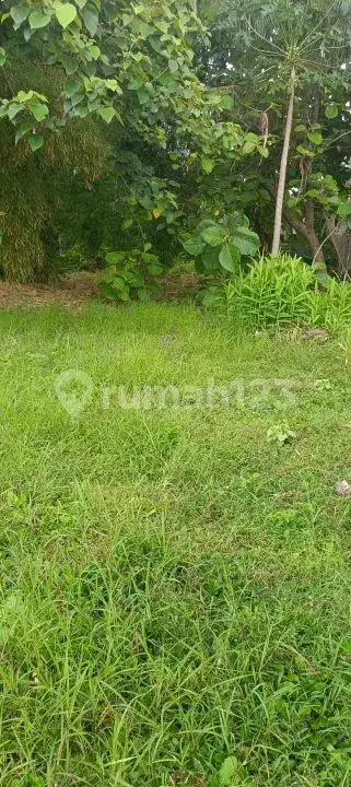 Tanah 5 Are Dekat Pantai dan Pusat Lovina dengan View Sawah