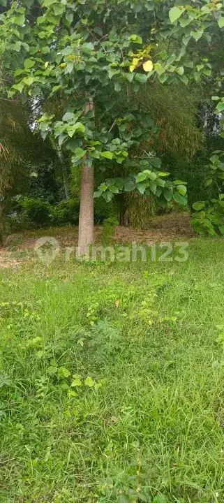 Tanah 5 Are Dekat Pantai dan Pusat Lovina dengan View Sawah