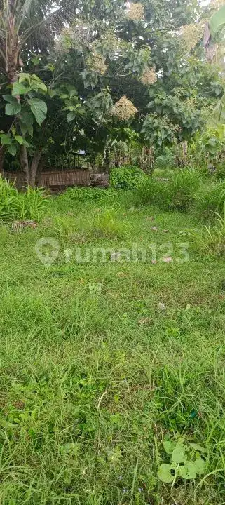 Tanah 5 Are Dekat Pantai dan Pusat Lovina dengan View Sawah