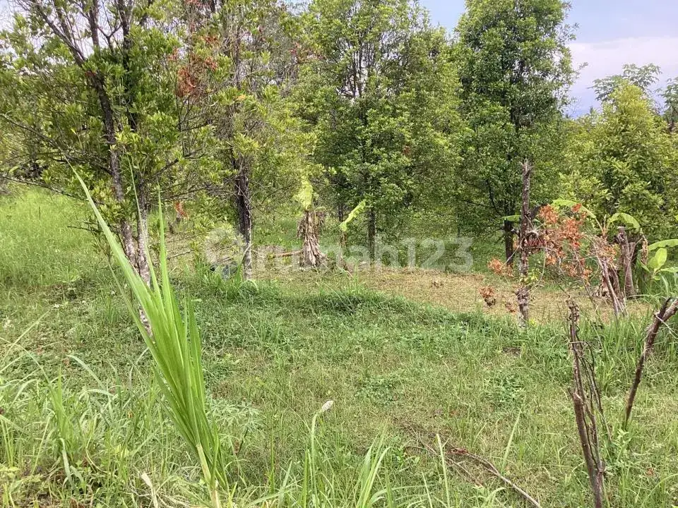 Tanah 5 Are Ocean View di Perbukitan Lovina Cocok untuk Villa atau Homestay
