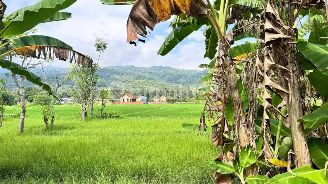 Tanah Datar Dekat Pusat Lovina dengan View Gunung dan Sawah di Kaliasem