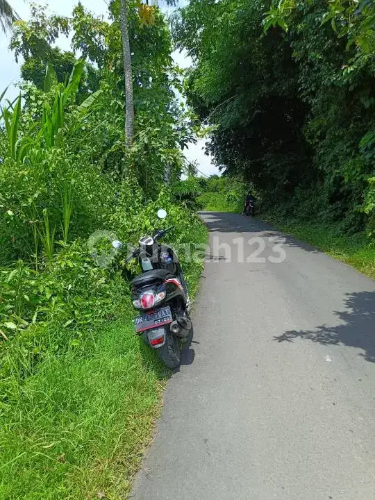 Tanah 5 Are di Central Lovina Dekat Pepito dan Pantai dengan Akses Jalan Bagus