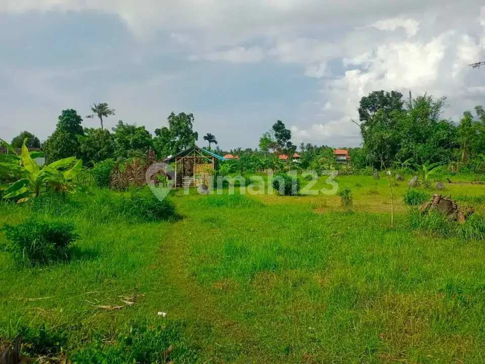 Tanah Luas di Kaliasem Lovina Cocok untuk Homestay atau Villa Dekat Pantai
