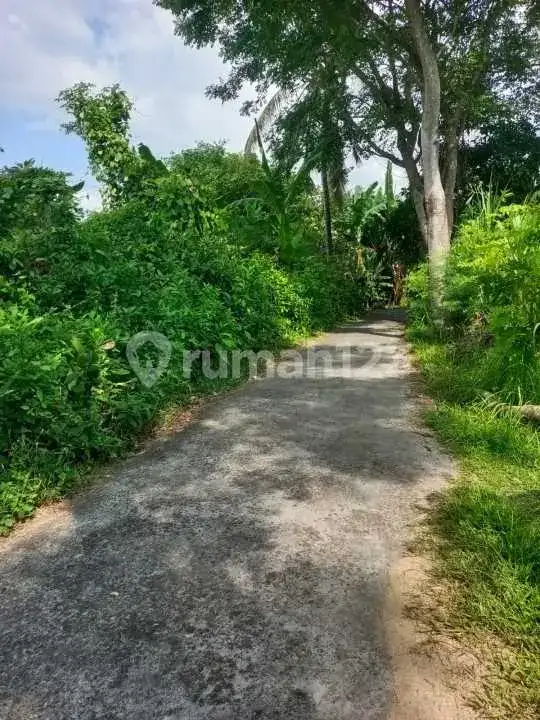 Tanah Luas di Kaliasem Lovina Cocok untuk Homestay atau Villa Dekat Pantai