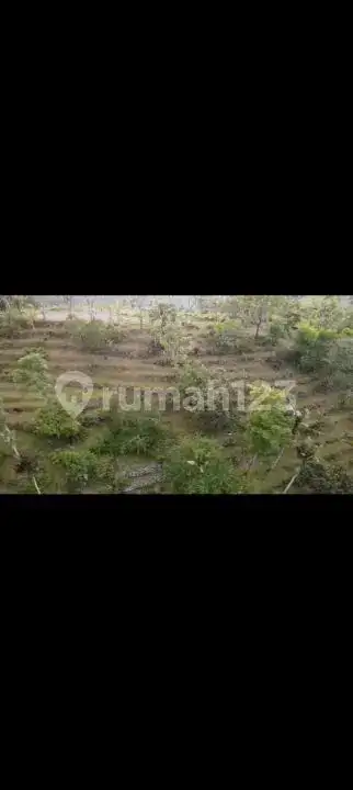Tanah 2 Hektar dengan Pemandangan Laut dan Gunung di Seraya Karangasem Cocok untuk Investasi