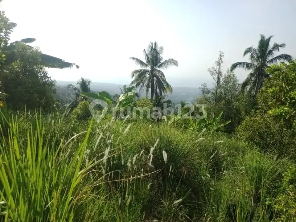 Tanah Ocean View 43 Are di Desa Panji Buleleng Dekat Air Terjun Cocok untuk Villa atau Investasi