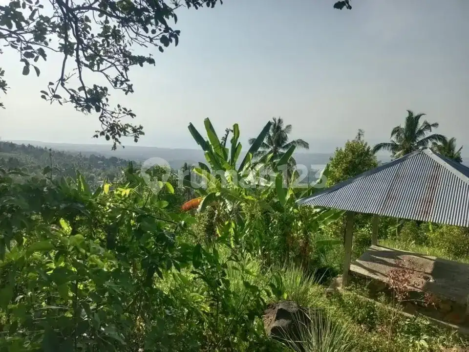 Tanah Ocean View 43 Are di Desa Panji Buleleng Dekat Air Terjun Cocok untuk Villa atau Investasi