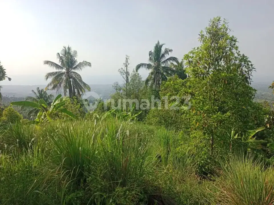 Tanah Ocean View 43 Are di Desa Panji Buleleng Dekat Air Terjun Cocok untuk Villa atau Investasi