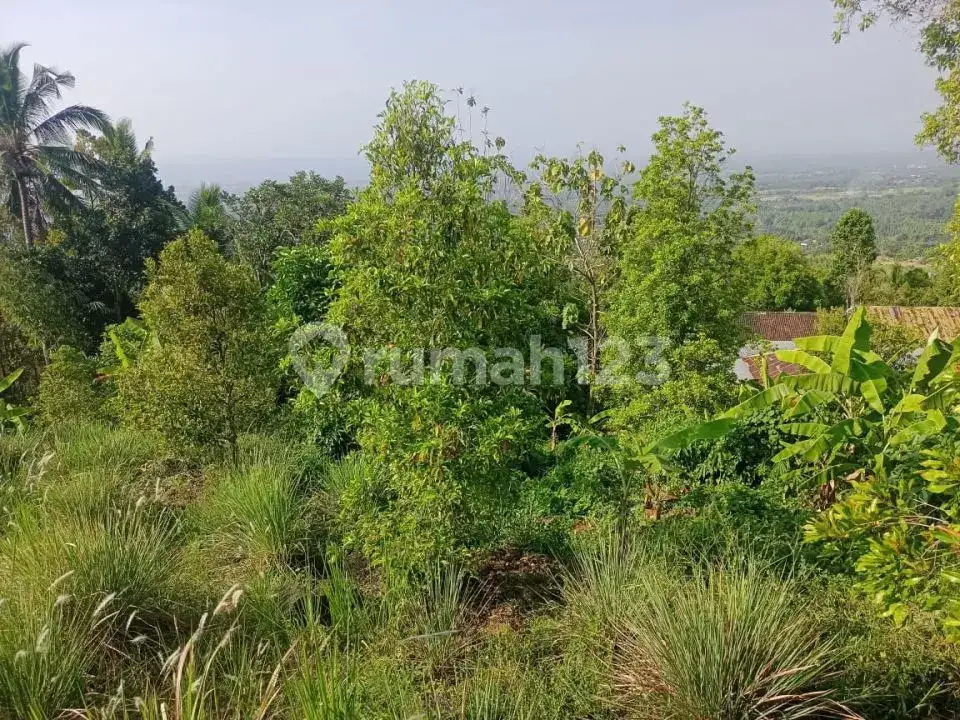 Tanah Ocean View 43 Are di Desa Panji Buleleng Dekat Air Terjun Cocok untuk Villa atau Investasi