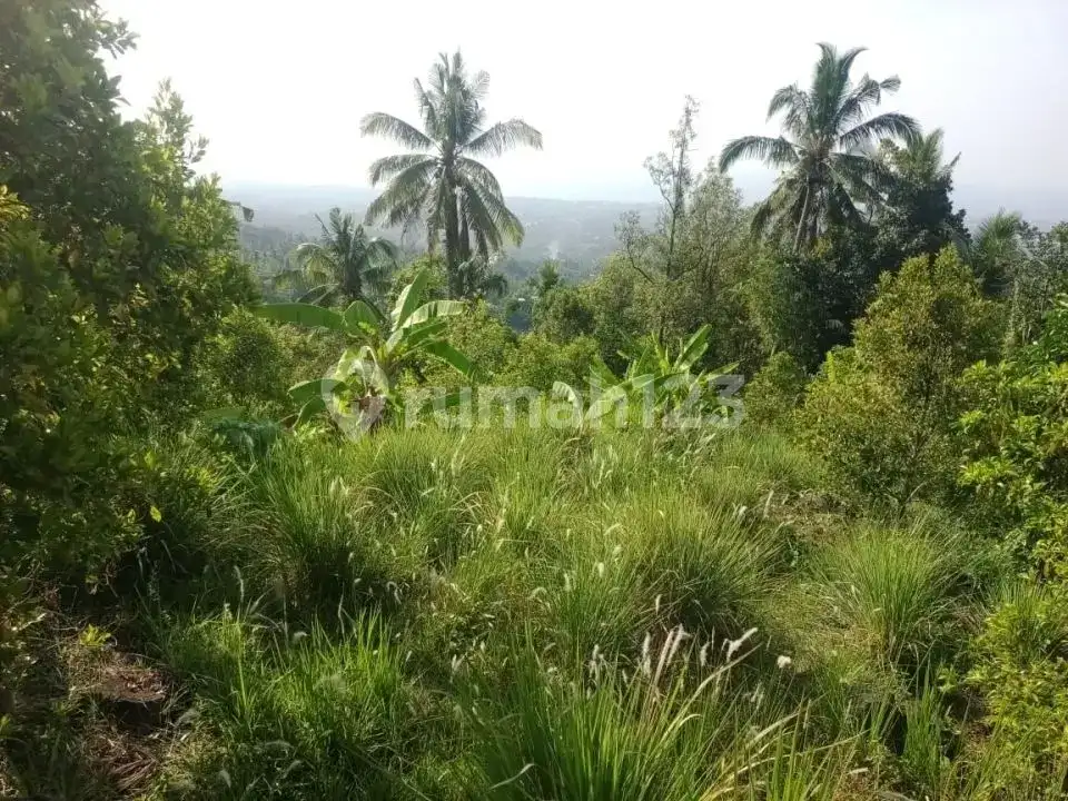 Tanah Ocean View 43 Are di Desa Panji Buleleng Dekat Air Terjun Cocok untuk Villa atau Investasi