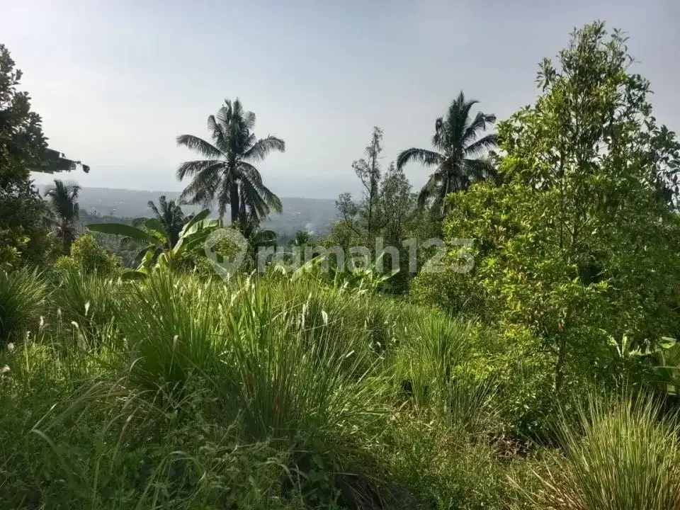 Tanah Ocean View 43 Are di Desa Panji Buleleng Dekat Air Terjun Cocok untuk Villa atau Investasi