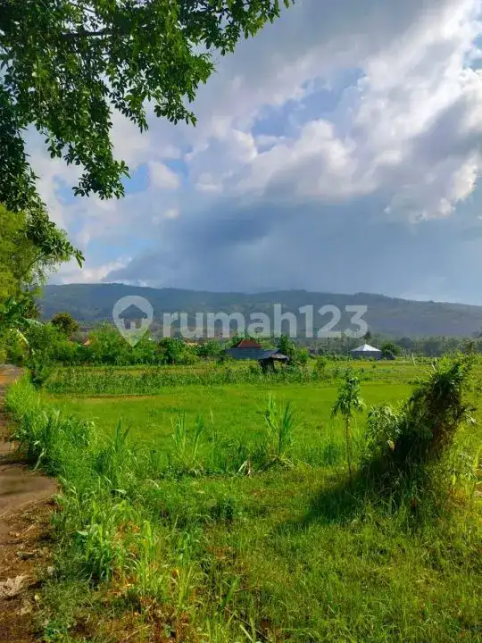 Tanah 48 Are di Lovina Cocok untuk Villa, Hotel, atau Homestay dengan Akses Jalan Bagus