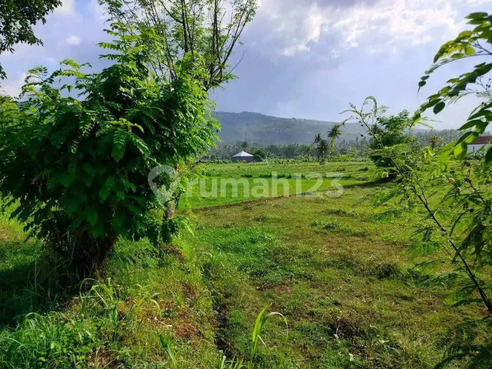Tanah 48 Are di Lovina Cocok untuk Villa, Hotel, atau Homestay dengan Akses Jalan Bagus