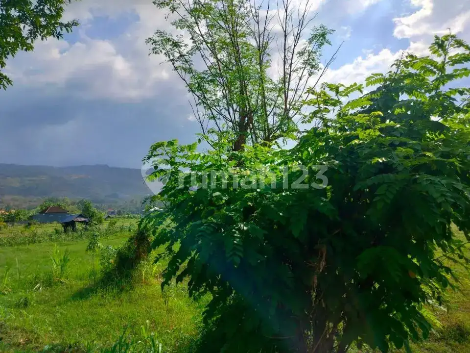 Tanah 48 Are di Lovina Cocok untuk Villa, Hotel, atau Homestay dengan Akses Jalan Bagus