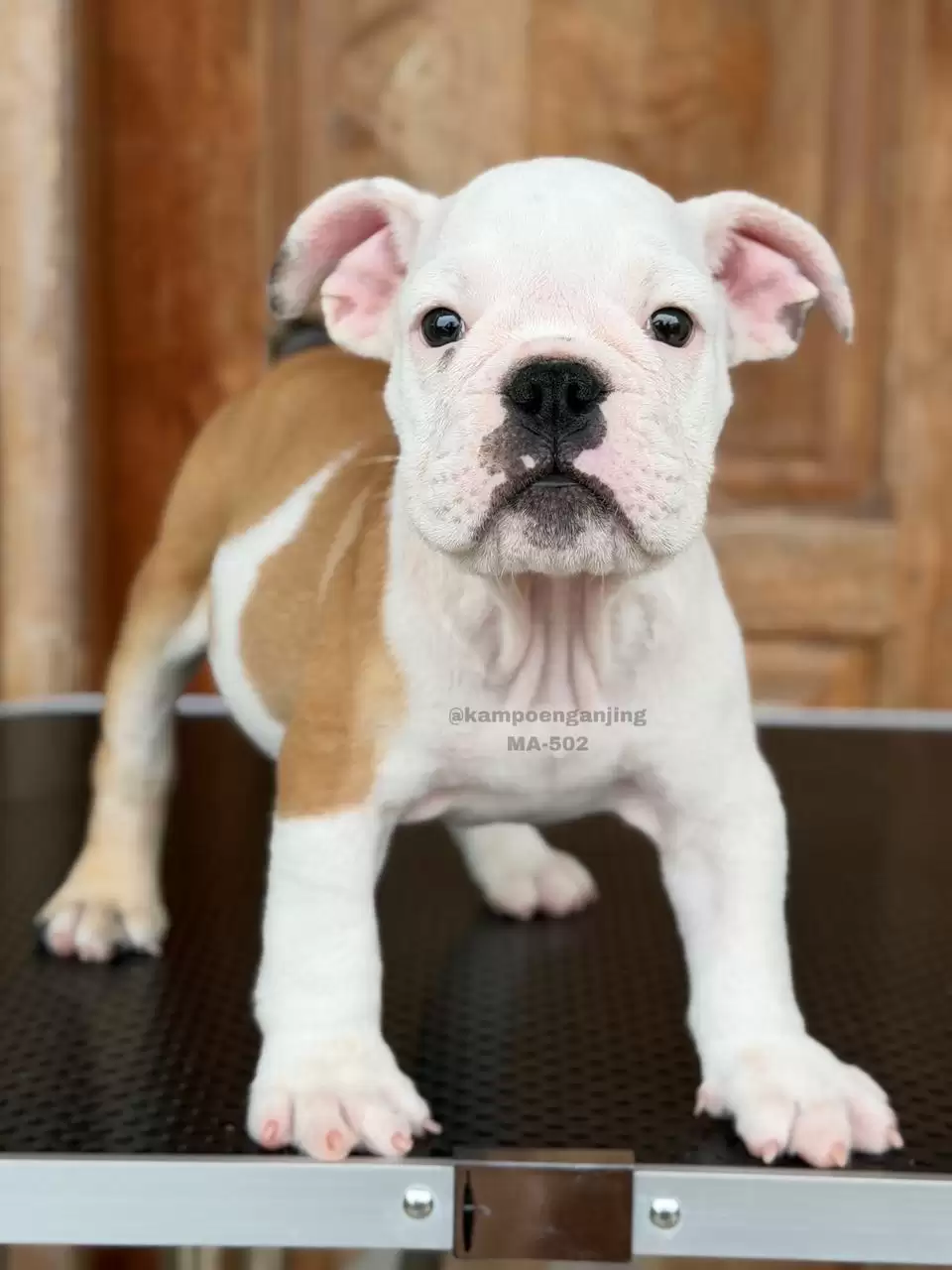 English Bulldog male 502